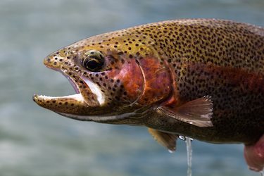 Rainbow Trout Reproduction 