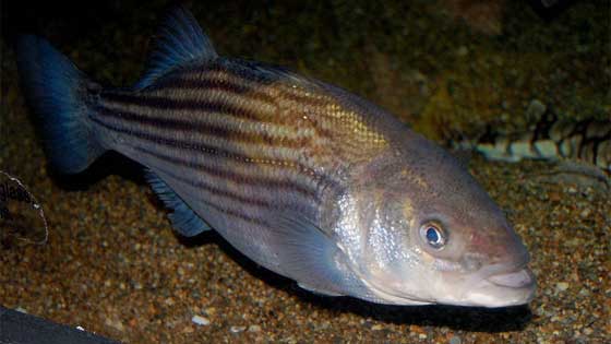 striped bass identification
