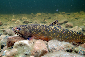 Brook Trout An Introduction