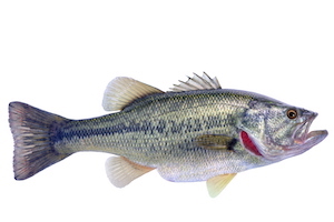 Largemouth Bass Features and Size