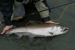 Chinook (King) Salmon River Fishing