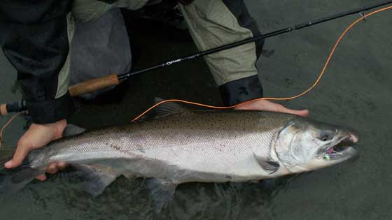 King salmon Alaska