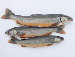 About Arctic Charr  – An Introduction