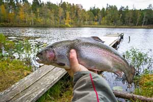 Rainbow Trout Autumn Fishing