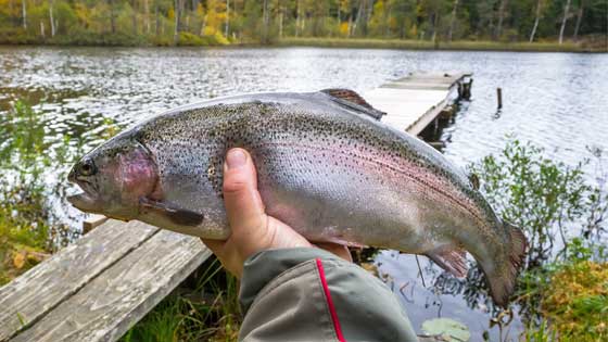 Fall fishing for rainbows