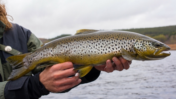 best flies for brown trout