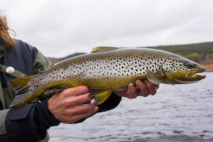 Brown Trout River Fishing