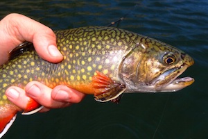 Brook Trout Features and Size