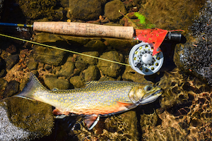 Brook Trout Spring Fishing
