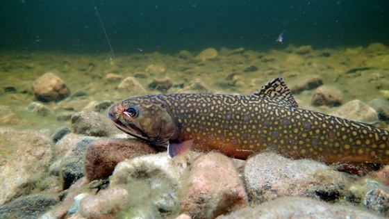 Brook trout are most active in spring
