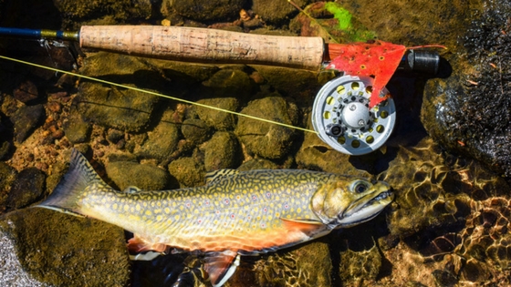 Details about   Trout,Brook,Fly,Fishing,Flies,fish,Angler,lure,reel,Salmon,river,creek