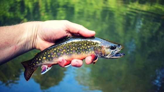fishing for brook trout