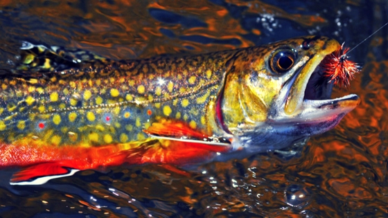 flies for Brook Trout