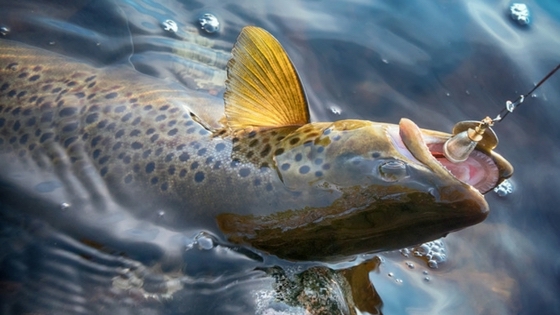 best lures for brook trout in lakes
