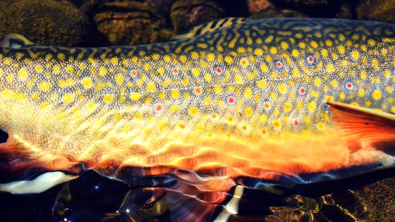 spawning brook trout