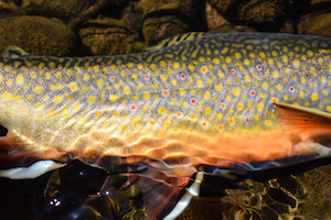 Brook Trout Reproduction