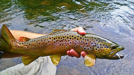 lures for Brown Trout