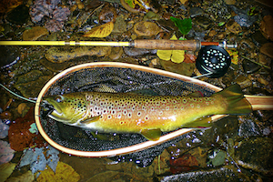 Brown Trout Autumn Fishing