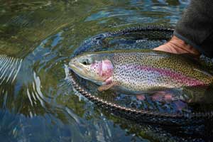 Rainbow Trout An Introduction