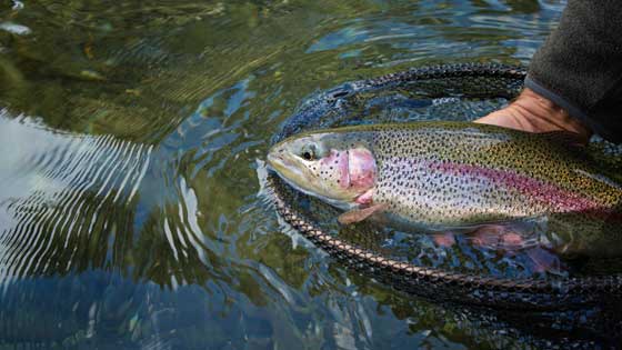 steelhead trout are sea-run rainbows