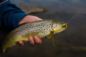Brown Trout An Introduction