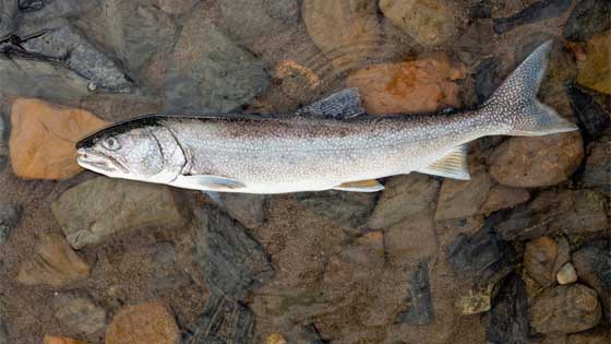 tips for fishing lake trout