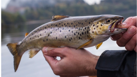best lures for brown trout in lakes resemble insects