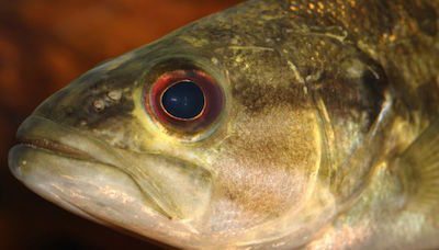 Guadalupe Bass Feeding