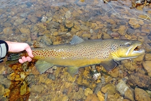 Brown Trout Features and Size