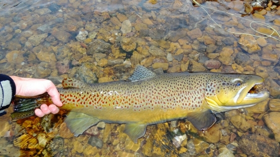 big brown trout habitat