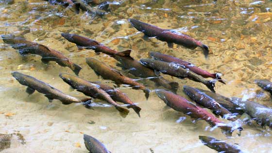 king salmon spawning
