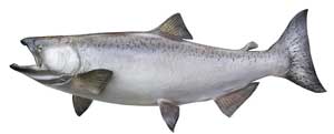 Chinook Salmon Features and Size