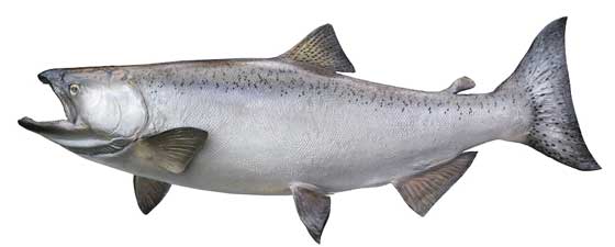 how to identify king salmon 