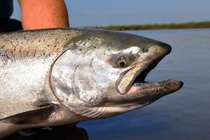 Chinook (King) Salmon Distribution