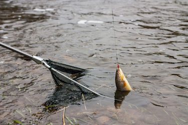 Fishing Tackle – Fishing Nets