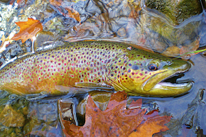 Brown Trout Reproduction