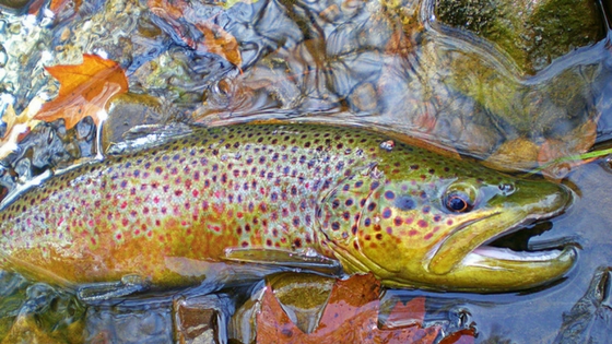 brown trout spawning