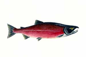Sockeye/Kokanee Salmon Features and Size