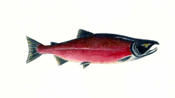 Sockeye salmon features and record size