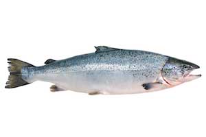 Atlantic Salmon Features and Size
