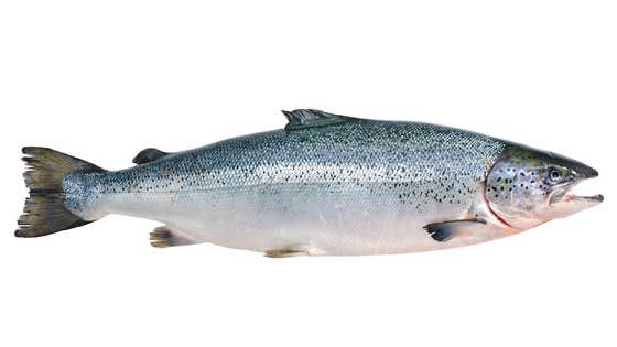 what does salmon look like