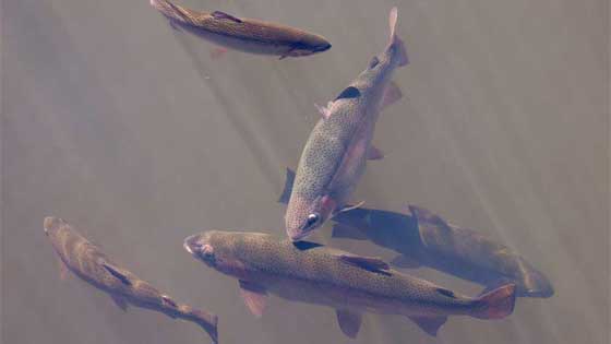 lake trout feeding