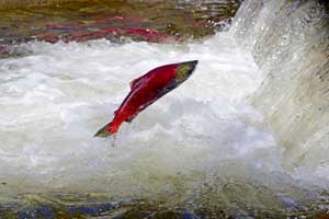 Sockeye/Kokanee Salmon Feeding Habits