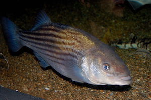 Striped Bass Features and Size Facts