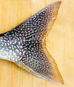 Lake Trout An Introduction