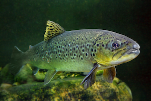 Brown Trout Deep Water Fishing