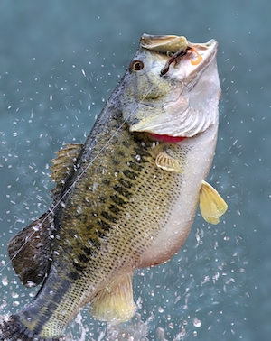 Largemouth Bass Distribution Facts and Information | Bass Fishing Gurus