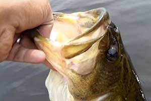 popper lures for bass