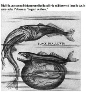 black swallower 