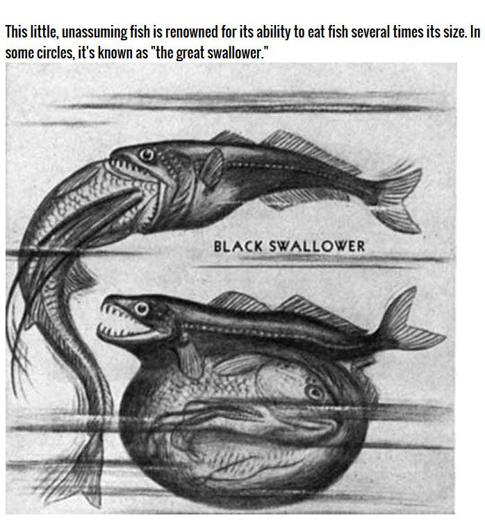 سمكه المبتلع الأسود "شياسمودون" Black-swallower-gftuec